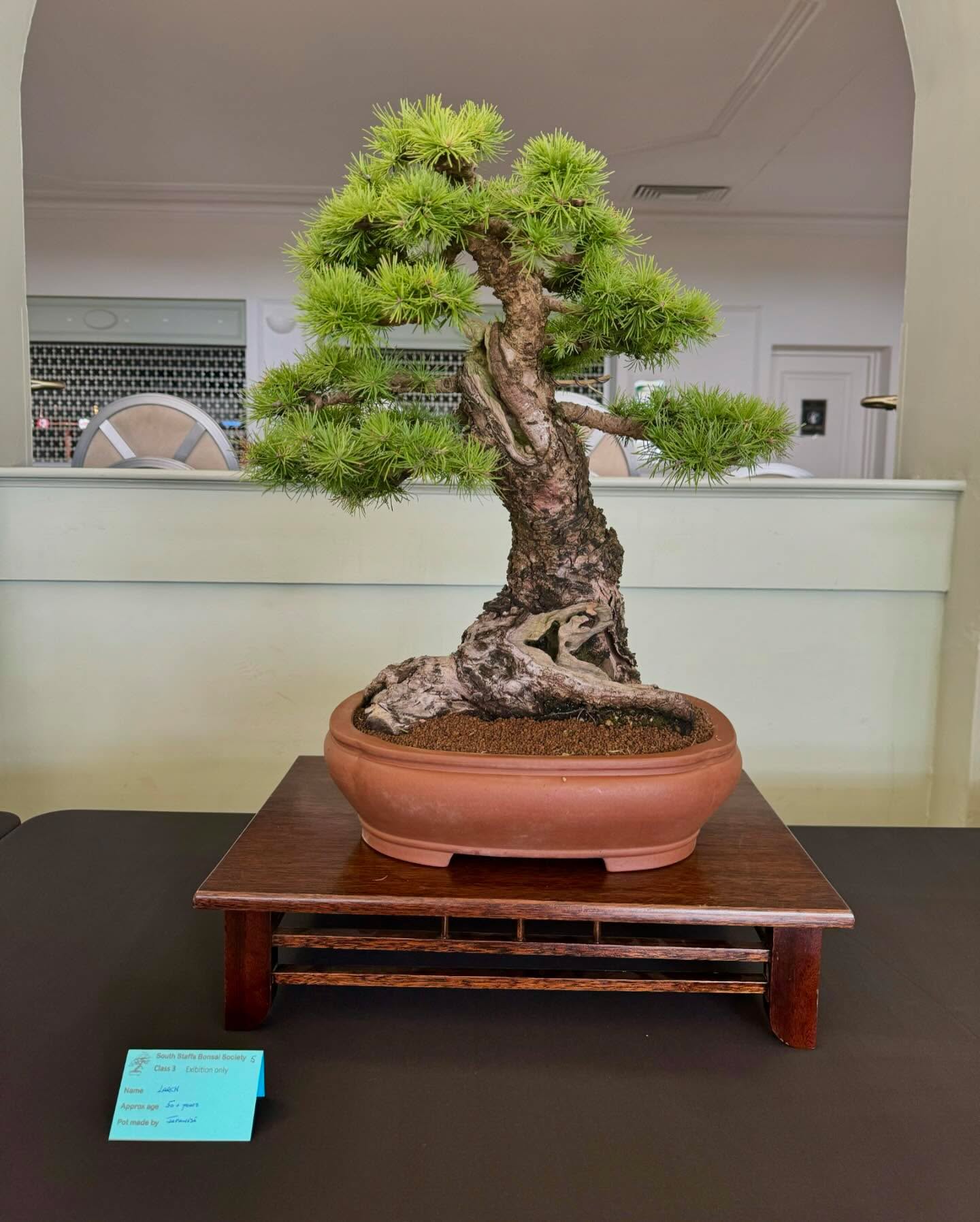 50yr old Larch in an Japanese pot. #larch #bonsái @southstaffsbonsai