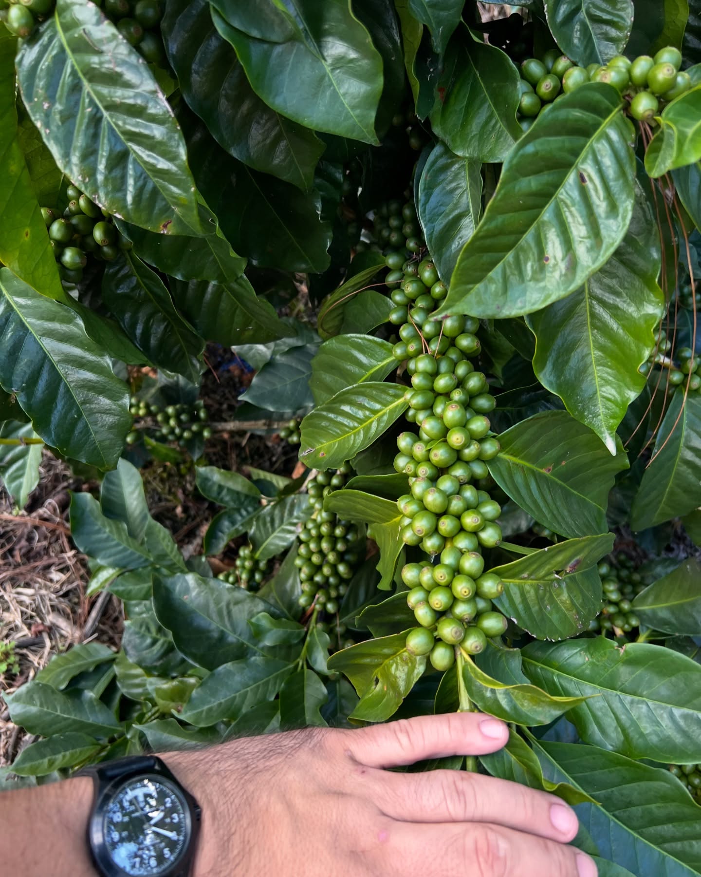 Ararà ready for the cosecha 2025💪🏼☕️❤️