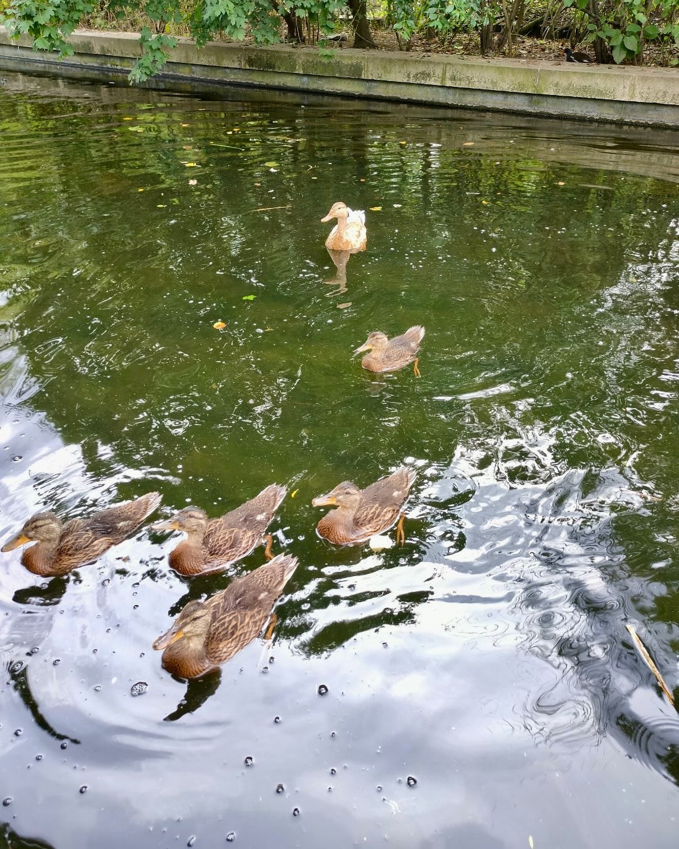 Planning to visit the ducks at Walpole Park this week? 🦆 Swing by the Pitzhanger Pantry and pick up some swan & duck food. The food is specially formulated to supplement a duck’s natural diet, and it sinks to the bottom, not floating to the sides of the pond like bread, so it discourages rats and other vermin.
What’s more, all proceeds go toward the enhancement and care of the beautiful Walpole Park!
