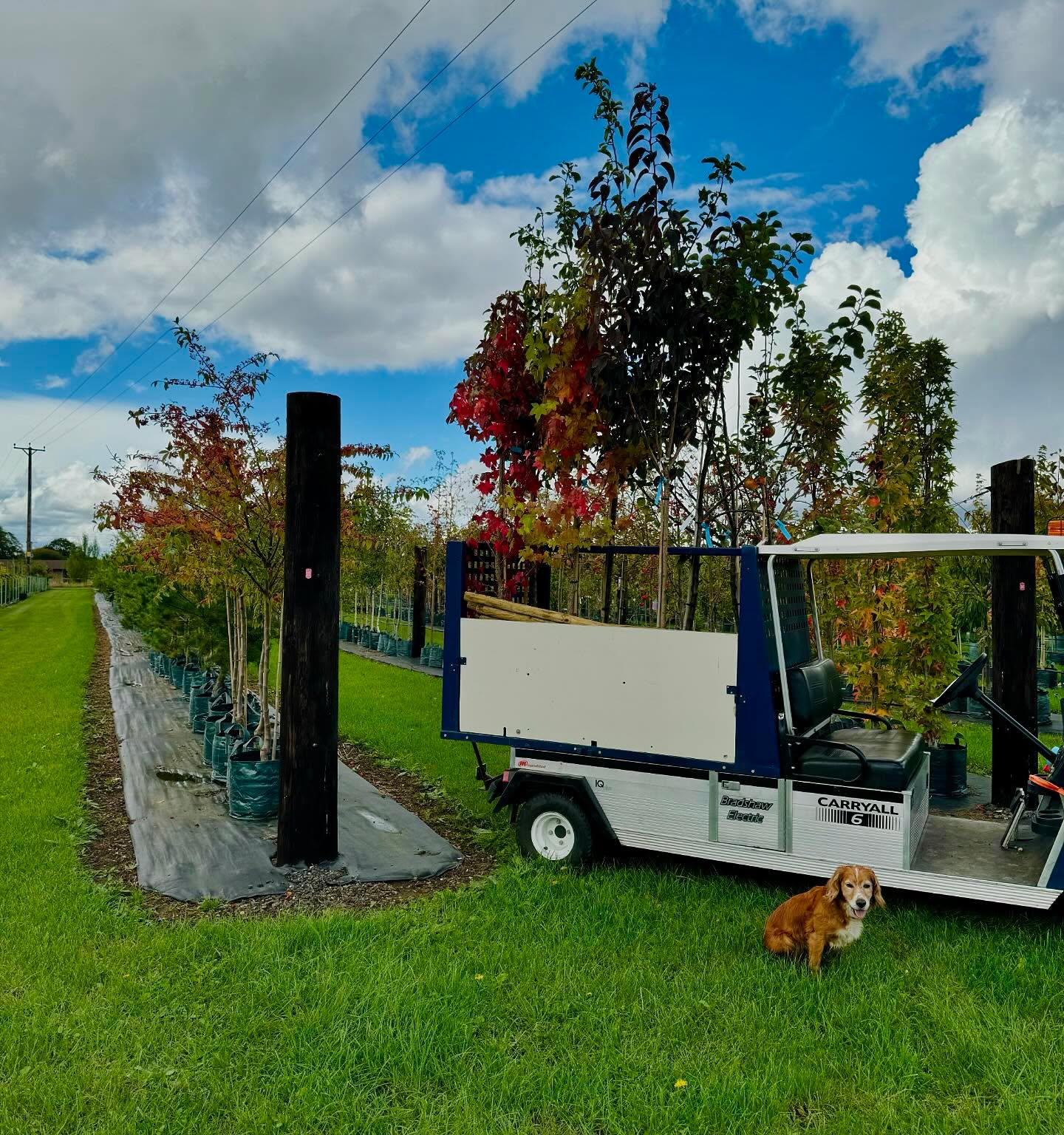 Delivering some autumn colours 🍂 🍁