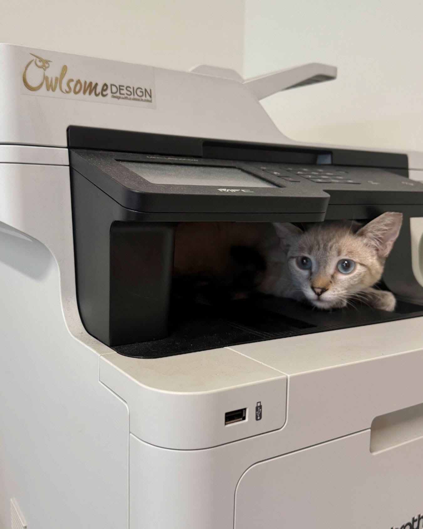 Work like a cat