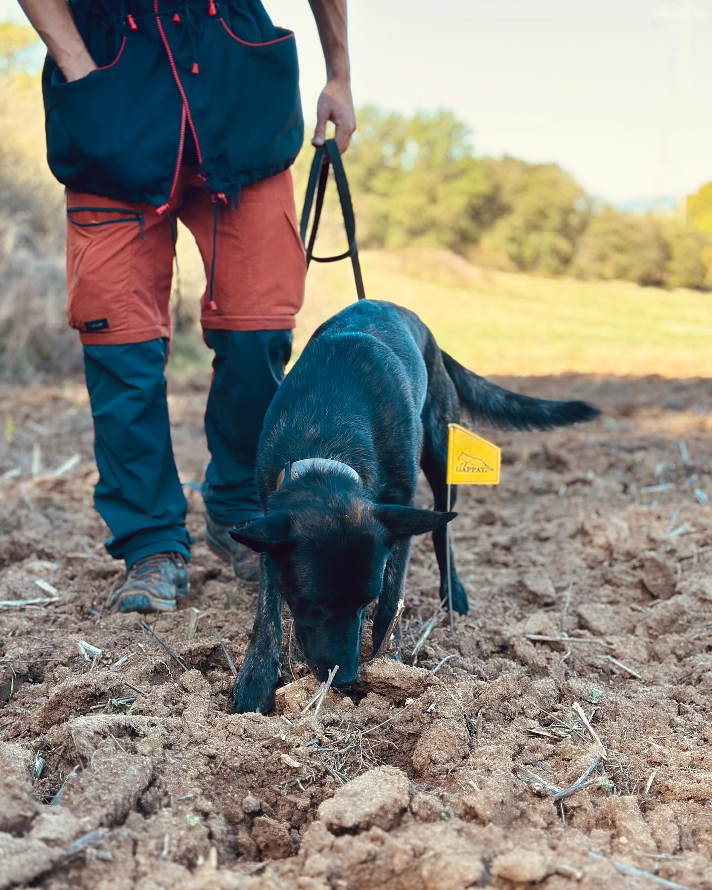 Hoy os explicamos una de las disciplinas del IGP, como habéis podido ver en historias estamos haciendo un intensivo de rastreo.
Os contamos en qué consiste...👇
El rastreo es una de las tres disciplinas del IGP, junto con obediencia y protección, y es fundamental para evaluar la capacidad olfativa y la concentración de los perros.
En esta disciplina, el perro sigue un rastro preestablecido en el suelo, detectando las huellas humanas y encontrando objetos ocultos a lo largo del recorrido.👣
Durante el ejercicio, el perro debe mantener la nariz pegada al suelo, seguir las huellas con precisión y marcar los objetos que encuentra. El rastreo no solo pone a prueba su capacidad de olfato, sino también su autocontrol y conexión con el guía.🤝
En las fotos, podéis ver a Sultán haciendo una pista de rastro, donde va siguiendo las huellas y le enseñamos a marcar correctamente un objeto.
Pronto nos presentamos con Sultán a una prueba de trabajo en IGP (grado 1), ¡y estamos deseando ver cómo lo hará! 🏅
¿Queréis saber más sobre las otras disciplinas del IGP? 🔍
#dogtraining #dutchshepherd #pastorholandes #igp #trackingdog