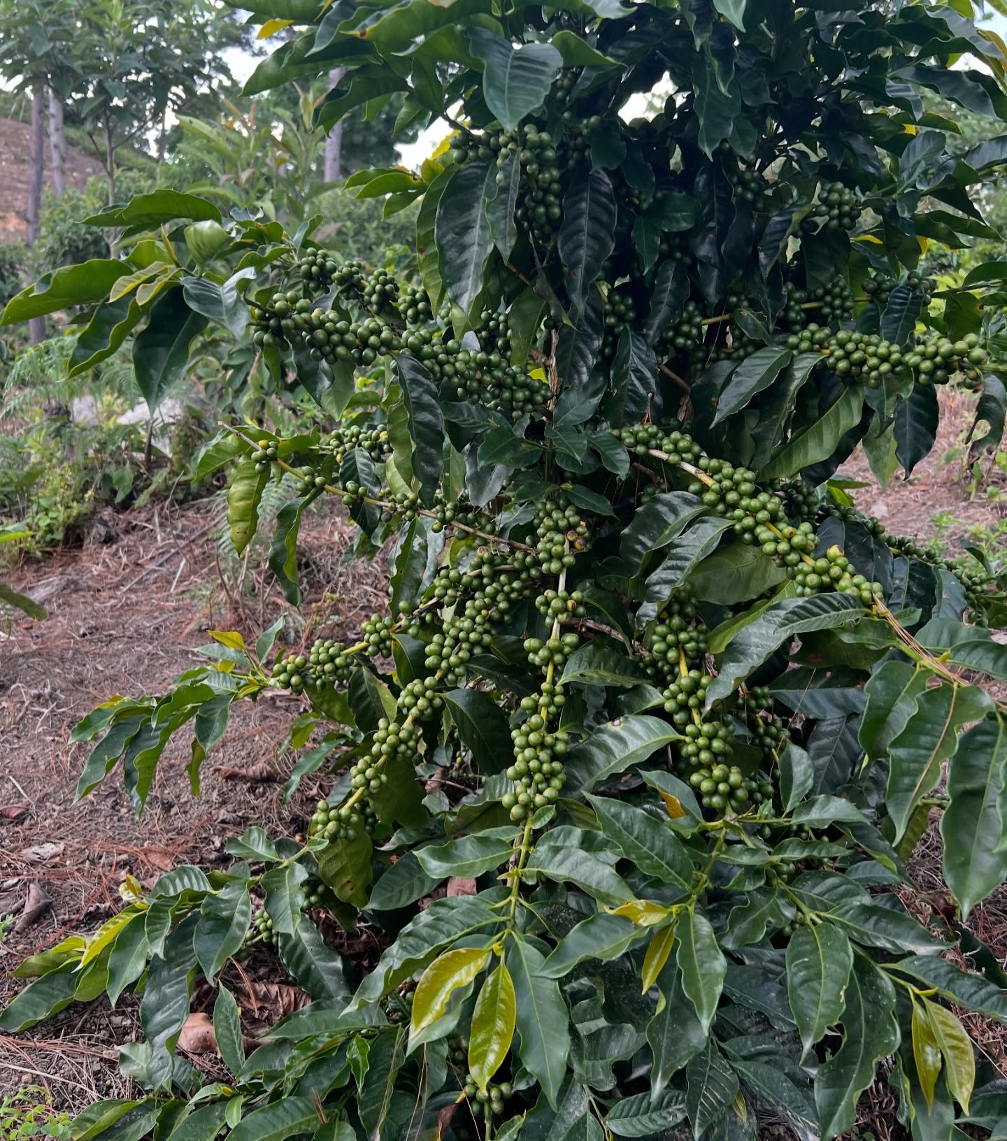 Excited to see how vigorous is our Catucai 2sl