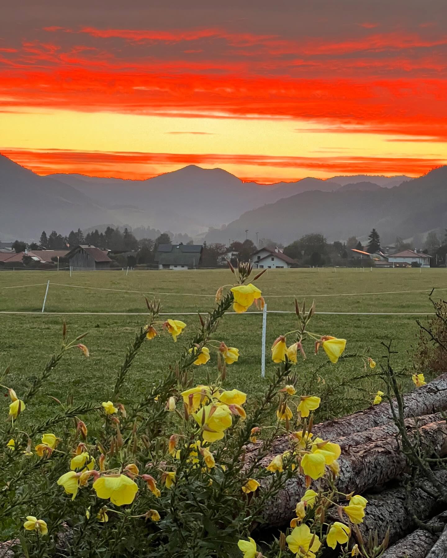 Morgenrot…Schlecht Wetter droht🌧️
Abendrot…Schönwetterbot☀️
Eine alte Bauernweisheit die einfach immer stimmt😄
Die blühende Pflanze vorne ist eine Nachtkerze. Eine Heilpflanze bei Hautproblemen. Außerdem lieben nachtaktive Schmetterlinge sie besonders, mit ihren nachts leuchtenden Blüten und süßlichen, zitronigen Duft!
#wetter #bauernregel #morgenrot #wettervorhersage