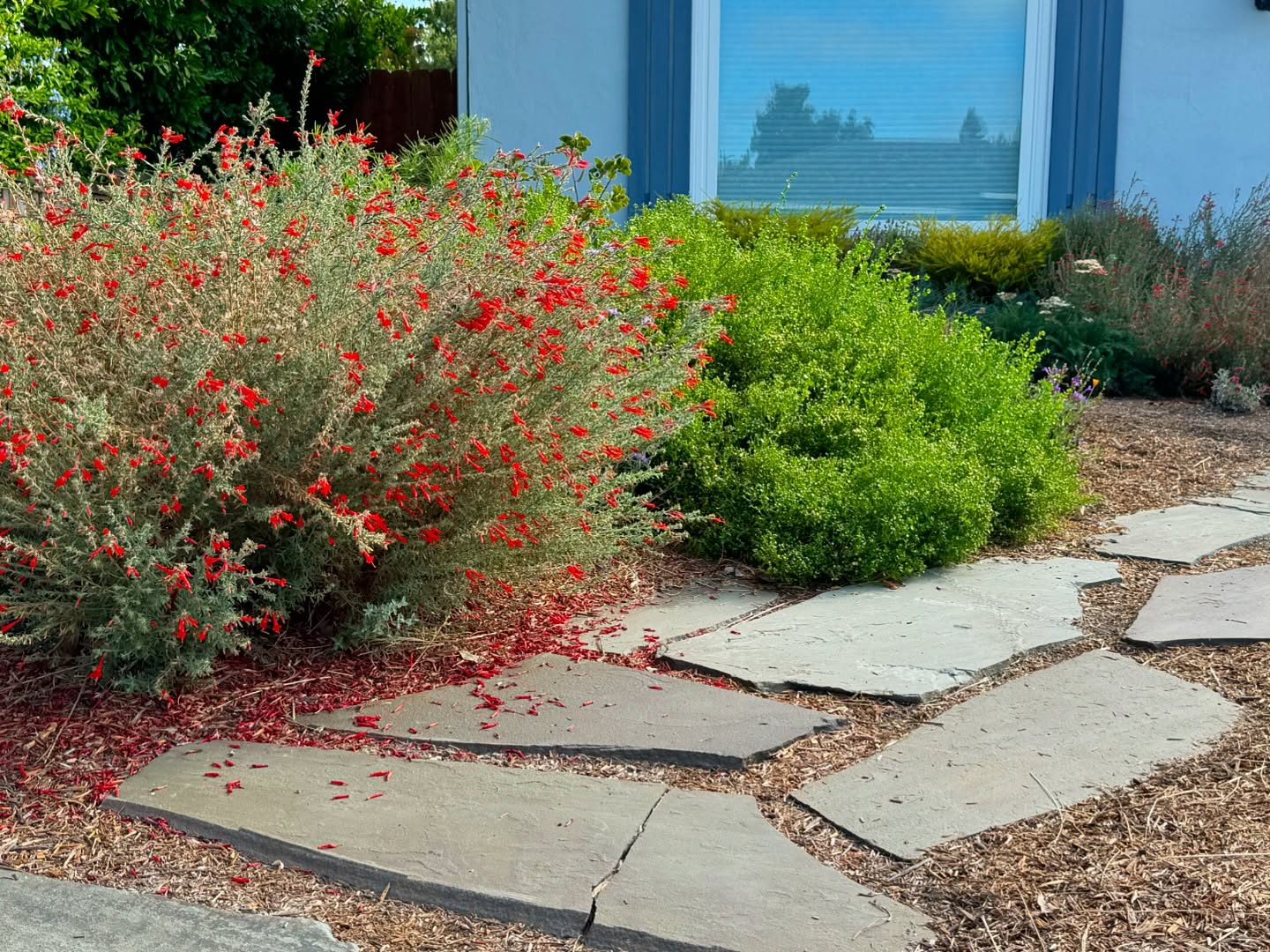 Fall color in the garden. Even in the driest time of the year, this garden is thriving with California native plants. An added bonus, this red California Fuchsia is a favorite for local hummingbirds!
🌻
Interested in adding year-round color to your landscape? Contact us for your free phone consultation!
.
.
.
#landscapedesign #sustainablelandscapedesign #fallcolors #californianativelandscape #pollinatorgarden #habitatgarden #landscapedesigner #bayarealandscapedesign #lawnconversion #habitathorticulture #regenerativelandscaping
