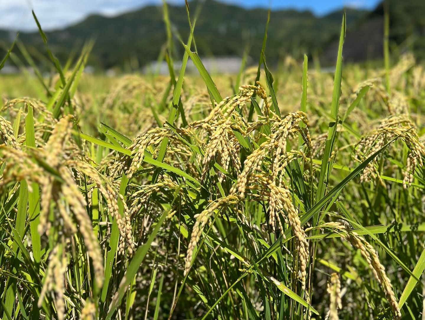 今年も無事お米を収穫することが出来ました🌾今年は初めて自分たちで育苗から脱穀までして、分からないことが多く行き当たりばったりなところもありましたが(色々と丁寧に教えて下さった地元の農家さんに感謝です🙏)、無