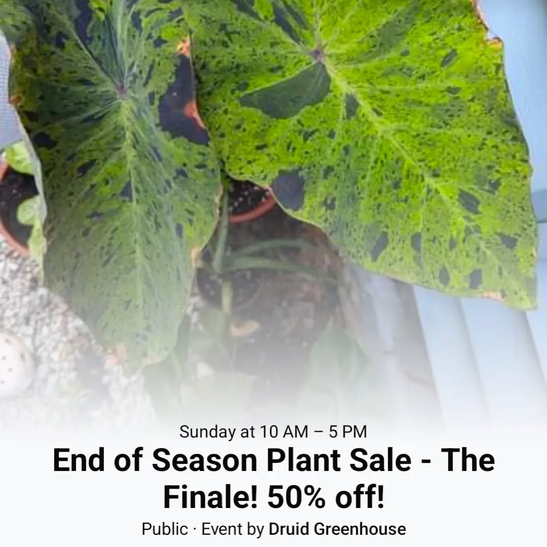 End of Season Plant Sale - the Finale!!! Half off all remaining plants, trees, herbs, and cacti! Come snag some amazing deals and help me clear out my inventory for the end of the season.
One day only : Sunday September 29th 10am-5pm!
Cash, Venmo, & PayPal accepted!