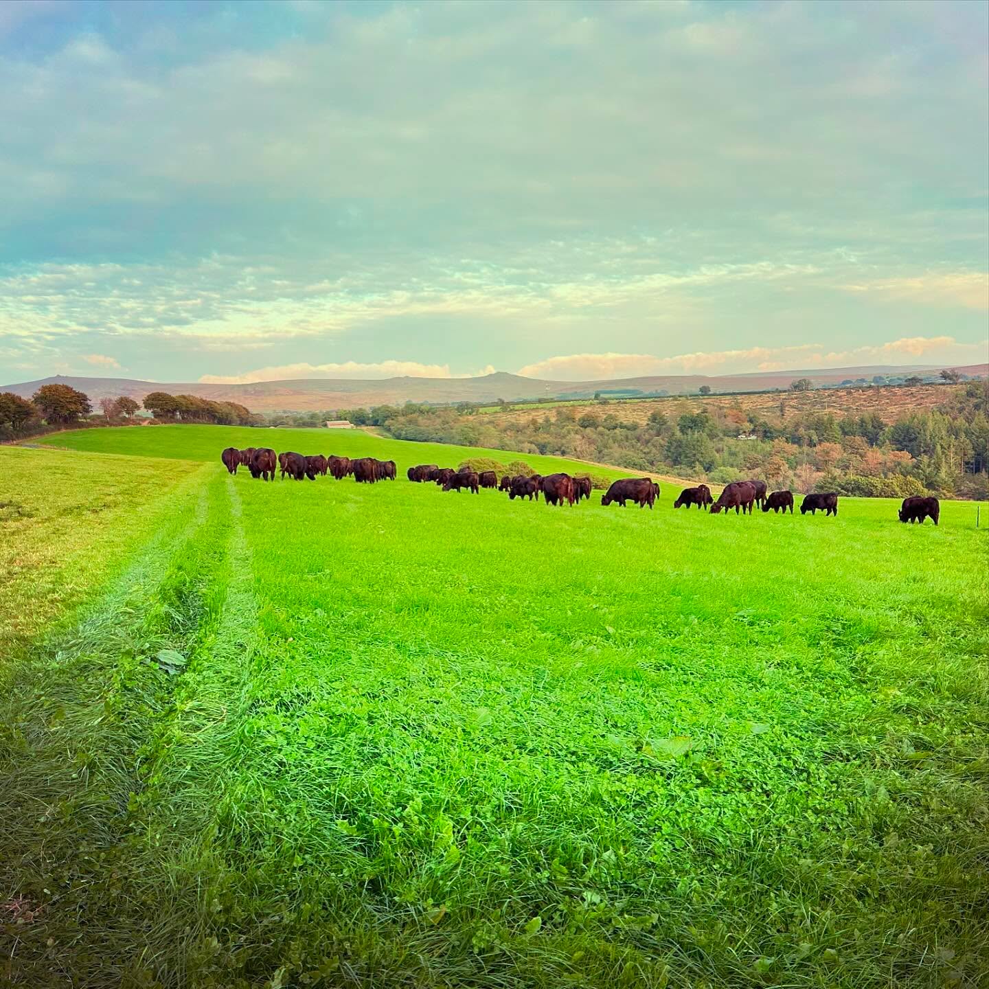 Someone forgot to tell the grass that summer’s over!
#grassfed grassfedbeef #pasturefed #angus #blackangus #aberdeenangus #pedigreeaberdeenangus #westcountrybeef #pedigreeangus #anguscows #warson #warsonbeef #devon #dartmoorfarming