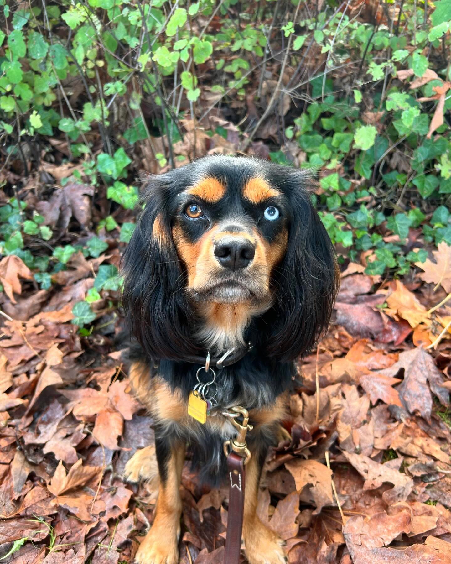 A puppy born for fall colors. The funny thing about raising and training is Poe, is I thought at 16 months he would be super well trained, and I’d mostly be done🙈🙈. He’s a wonderful dog, but he’s still such a baby, and while it’s taken a bit to accept, it’s also such a gift to have such a dog with such exuberance, unbridled joy and a desire to please couple with the silliest antics. I look forward to continue raising my sweetest friend.❤️