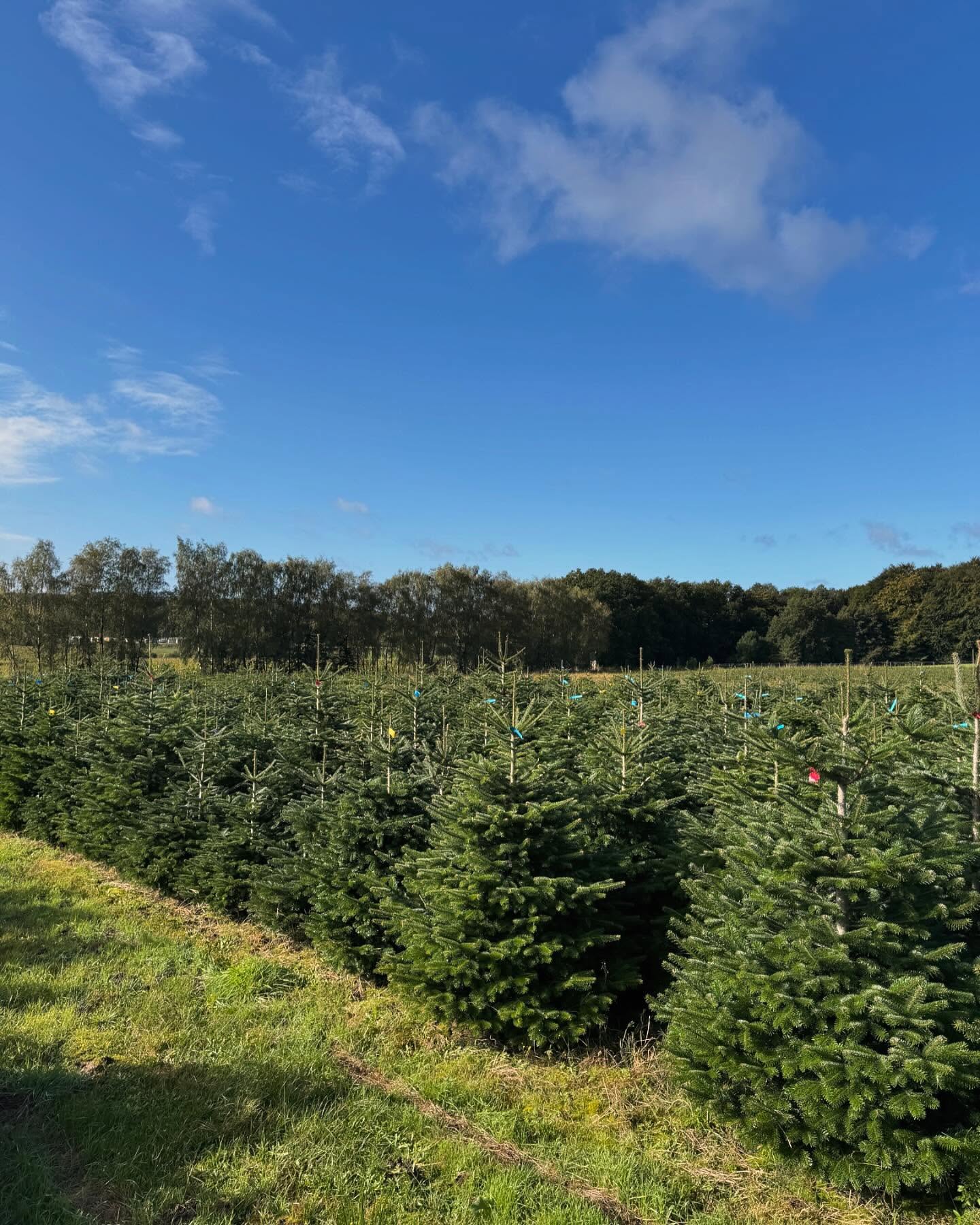 Unsere „Weihnachtsbaum-Kollektion“ ist bereit für die Saison! 🎄 Mit beschrifteten Etiketten haben wir alles im Überblick – für euch die perfekte Auswahl.
#Weihnachtsbaum #Saisonstart #Tannenbaum