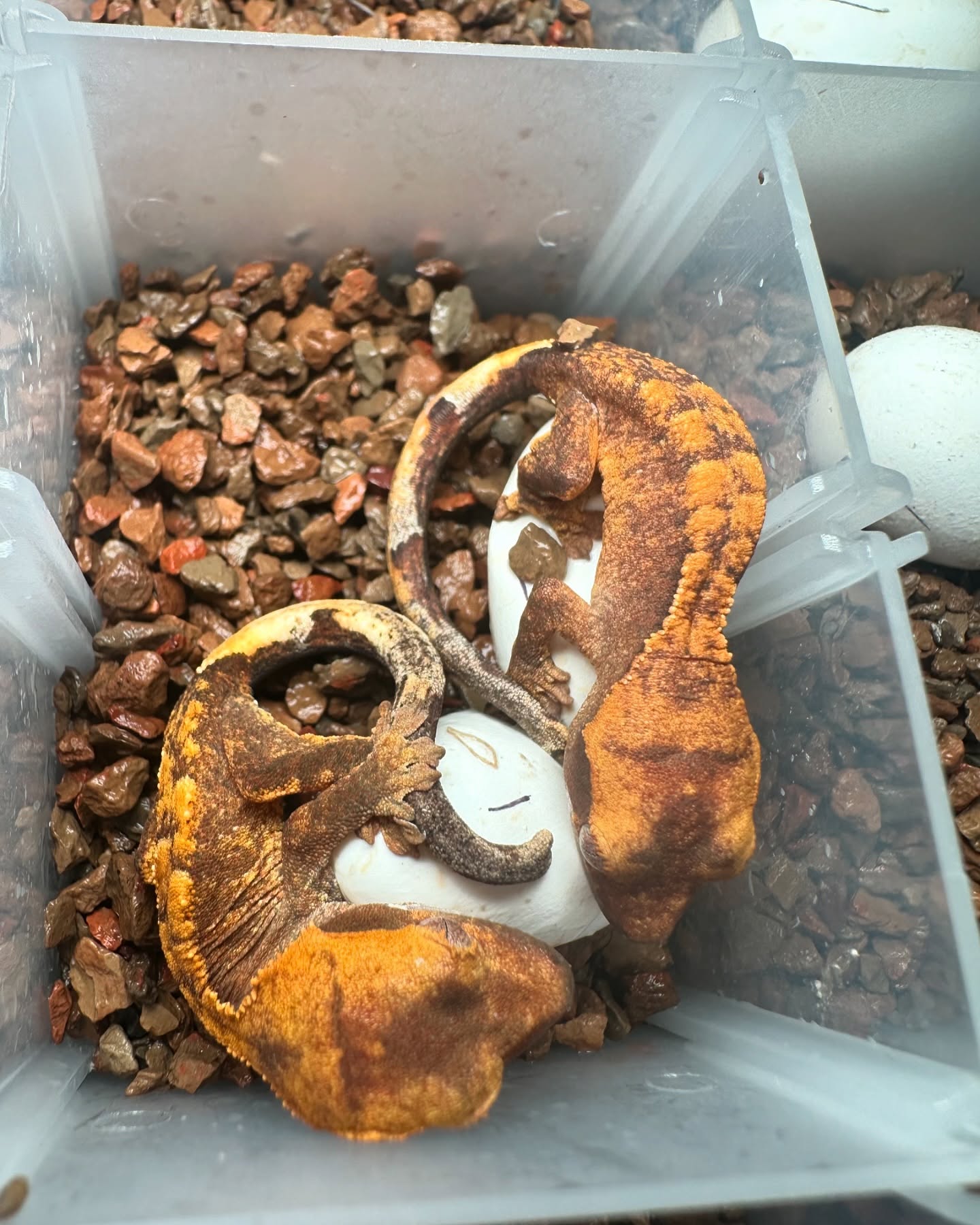 Hatched out two Genetic Hypo’s today! We now have about half a dozen of these guys and they have such a unique look to them! Excited to see where we can take this project in the coming years. #genetichypo #leucistic #leucisticcrestedgecko #genetichypocrestedgecko