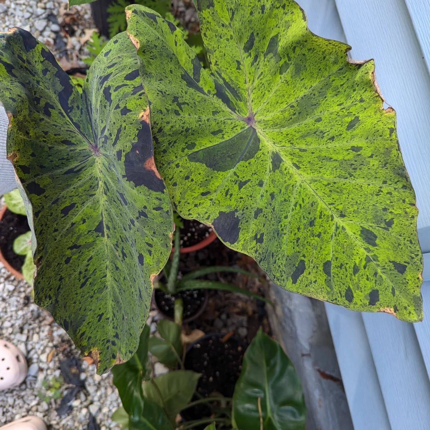 Some of the houseplants that will be available for the 50% off sale this Sunday!
#druidgreenhouse #gardenersofcleveland #smallbusinesslakewood #plantsale