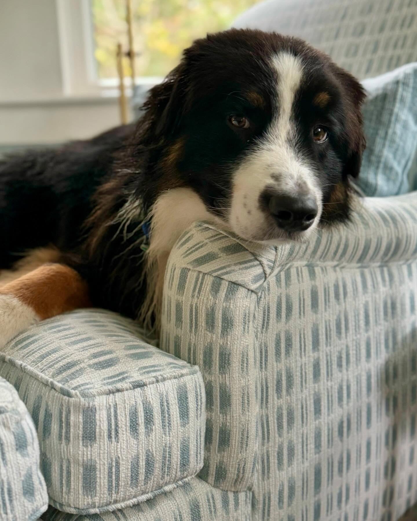 Pet-friendly fabrics. New upholstery in West Chop #kravet #kravetfabrics #marthasvineyard #marthasvineyardstyle #marthasvineyardlife #interiordesign #residentialdesign