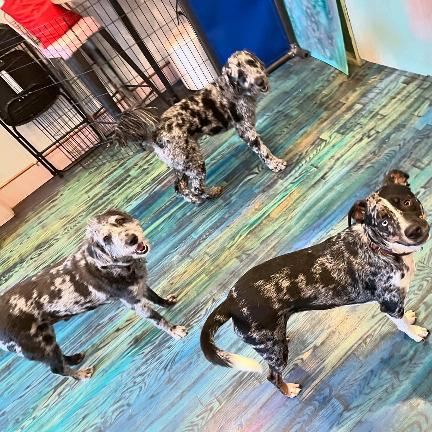 Also taking applications for the silver&black merle club!