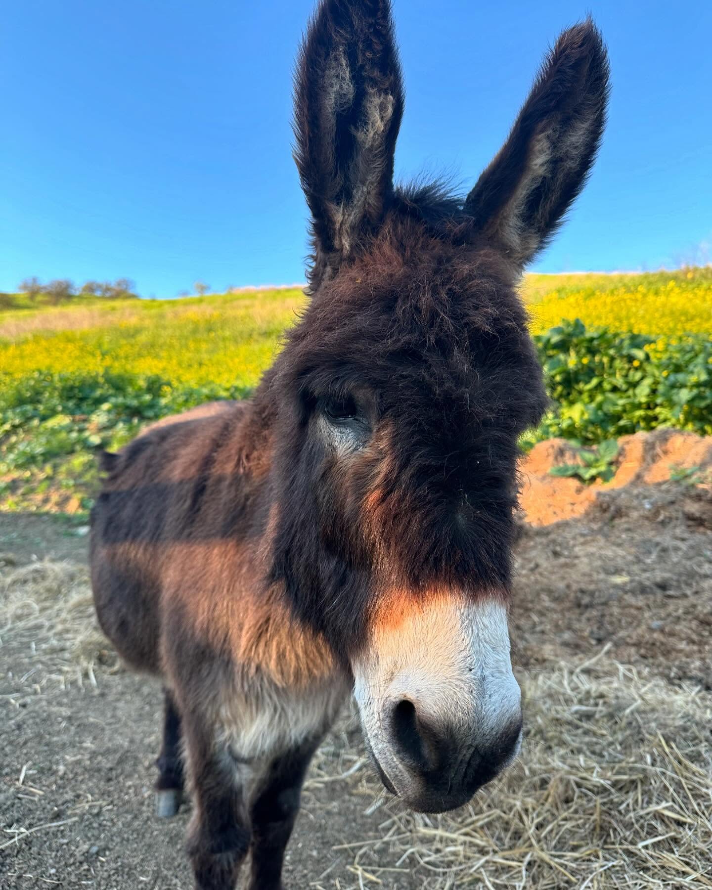 Sometimes things go according to plan- you catch the fly ball, the cake rises and the event was a hit- but other times, life throws you a curve ball. If you’re able, you learn to pivot or shift and you navigate in a new way.
Life has thrown us a curveball and I’m not sure I know how to navigate. Yesterday, our Walter passed away and we loaded only one donkey to come home from the veterinary hospital at UC Davis. His entire medical team, from Davis to Loomis is shocked. We are too, but are hoping answers from his necropsy will help to advance what humans know about donkeys and hopefully be able to save a life in the future.
As for today, they say that grief is just love with no where to go. So, make the choice to love. Love without reason and without hesitation, everywhere you go simply because you can.
Walter Elias
2007-2024
We will miss you endlessly.