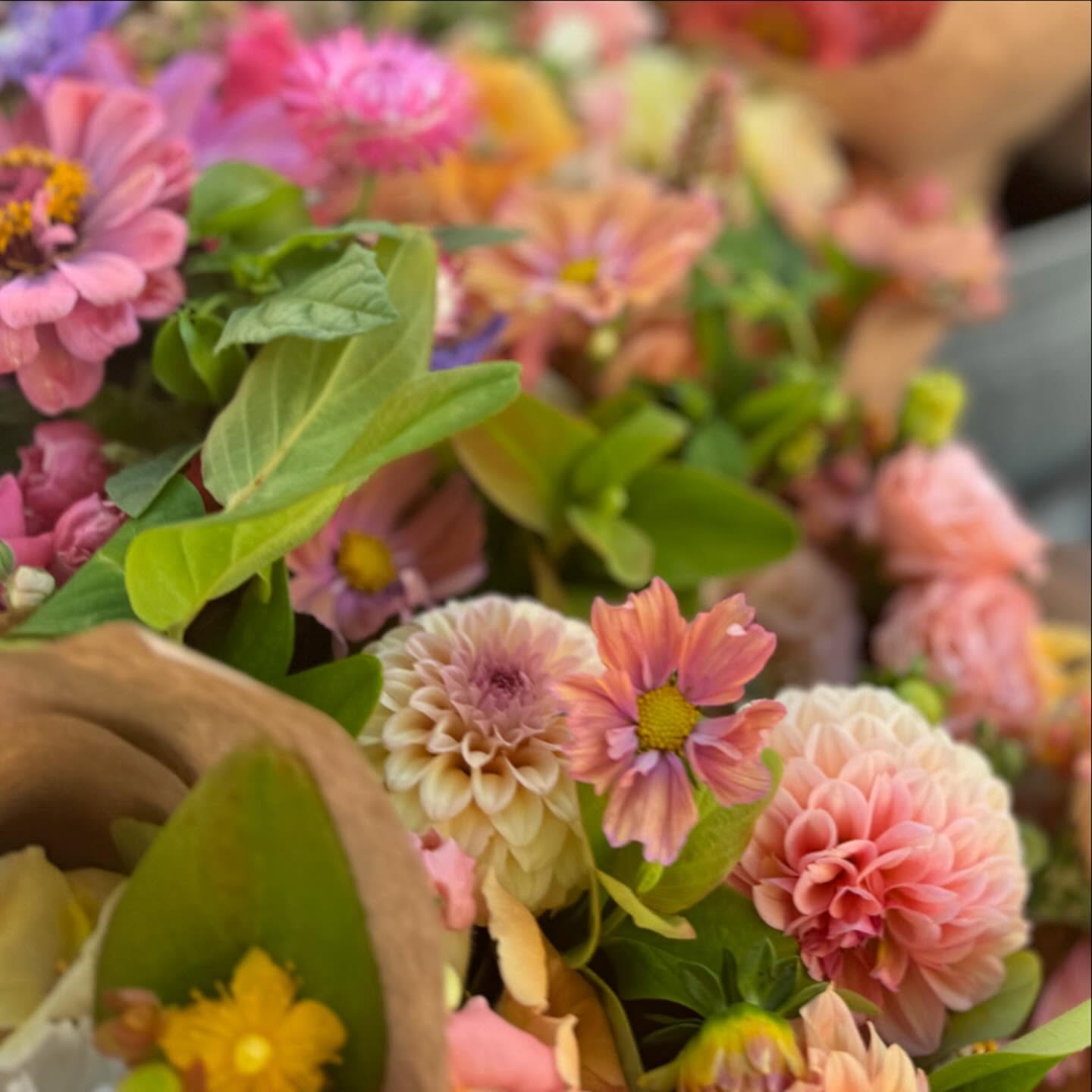 Thank you so much for such a fabulous season at the @provofarmersmarket Things looked different this year, with us out of the country all of July, and only making it to 5 markets after we got home. We love our flower community, and appreciate all the support we received this year.
Already looking forward to so much beauty in 2025!