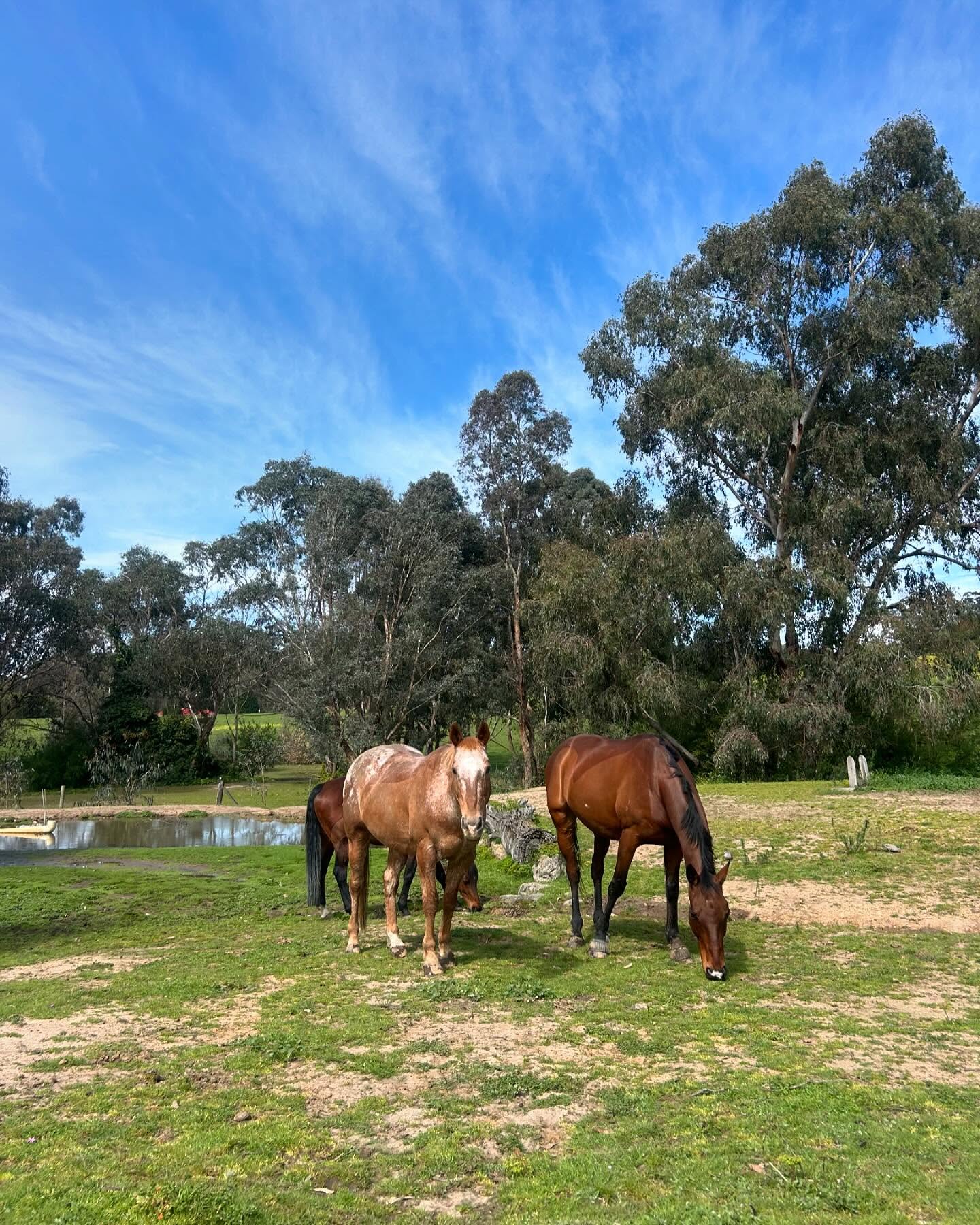 TERM 4 HAS BEGUN!! 🐴💙
VPRS is excited to announce NEW lesson availability.
On offer are regular weekly or fortnightly lessons as part of a group or semi-private, for both adults and children.
Our lessons run 7 days a week, with mid-week morning and evening availability.
We would love to hear from you if interested to book T4!