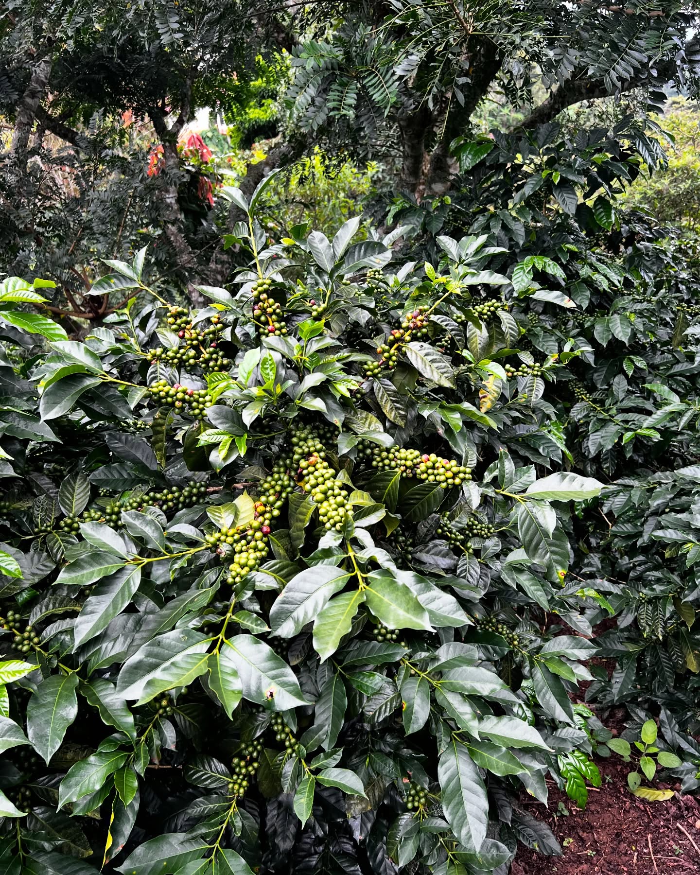 Cosecha 2025 en camino!