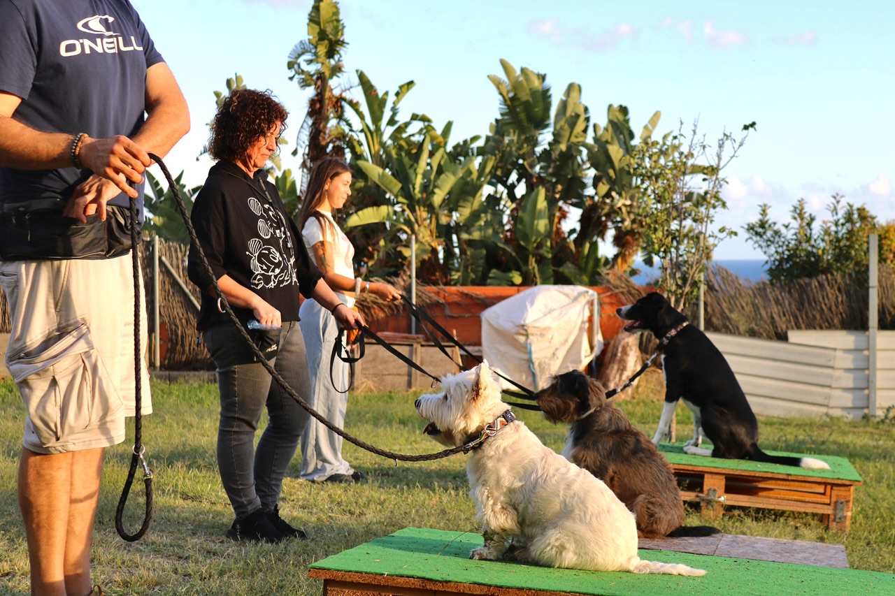 Hoy os mostramos algunos momentos de nuestra primera clase grupal con Mao, Elvis y Bimbo, los tres reactivos a otros perros y personas.😬
Al ser un grupo reducido y contar con dos adiestradores, podemos prestar la atención necesaria a cada guía y su perro. Nos encanta ver el progreso desde el inicio hasta el final de cada sesión, donde cada equipo gana confianza y habilidades. 💪🐾
Ventajas de nuestros grupos reducidos:
✅ Atención personalizada para cada perro y guía.
✅ Mejor control del entorno, lo que facilita el aprendizaje.
✅ Mayor interacción y socialización, sin estrés para los perros.
✅ Progreso más rápido al centrarnos en las necesidades específicas de cada equipo.
¿Quien se apunta?😜
#dogtraining #modificaciondeconducta #obedienciacanina #reactividadcanina #adiestramiento #maresme #educacioncanina #westie