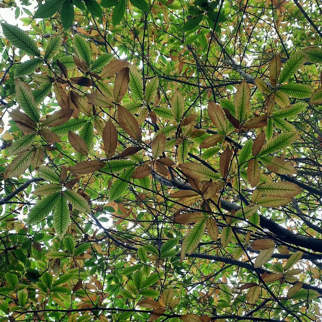 ๐ Last Saturday I had the honour and the pleasure to co-host my first ever workshop with the wonderful @mindfulgail
๐ The event was the Wellbeing Morning where a group of lovely ladies joined us for a mindful walk in the woods ๐ฟ, followed by a soothing self massage & stretching routine ๐โโ๏ธ ending with a nurturing and super relaxing mindfulness practice๐งโโ๏ธ
๐ Thank you so much for those attending and to Gail for involving me in this lovely day
๐ Would you like to know when the next wellbeing day is going to be?
๐ Stay tuned!!
Martina x
.
.
.
#herefordshire #hereford #wellbeing #wellbeingmorning #acquadolcetherapies #acquadolce #acquadolcehereford #massage #mindfulness #herefordwellbeing #mindfulgail #acquadolcemassage #smallbusiness #herefordsmallbusiness #holistic #holisticway #holisticwellbeing