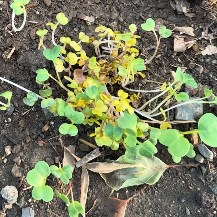 “Mommy, the seeds were too tiny to grab, so I just poured them all here and now looked what happened!!” #mondaymorningscience #gardenforanimals