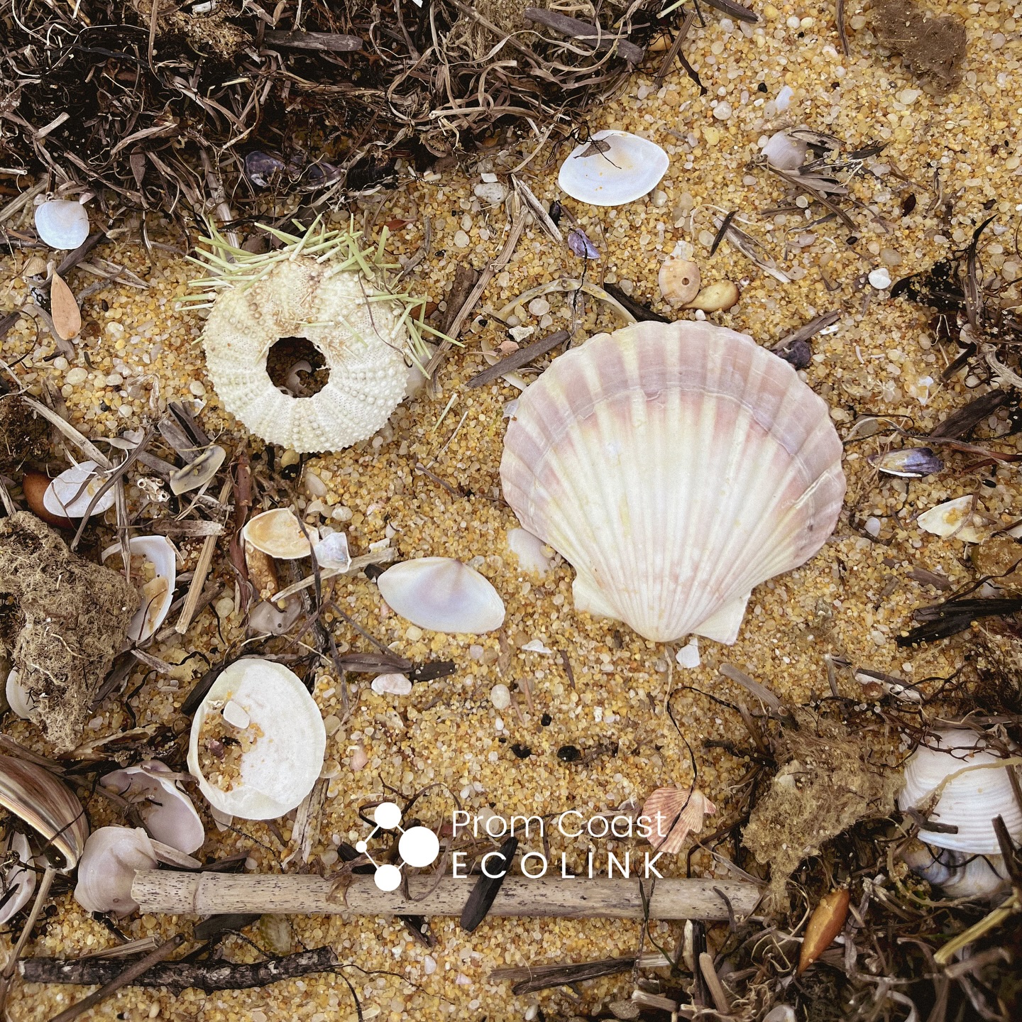 Dr Mark Antos, manager of the Biodiversity Science Team at Parks Victoria discusses the Prom Sanctuary Project on Ep. 5 of @parksvic podcast ‘Closer to Nature’. This episode was recorded at the Prom, where he and others are helping build a landscape scale climate refuge.
Our vision at Prom Coast Ecolink is to create a network of biolinks across South Gippsland that will also link and contribute to the Prom Sanctuary.
Dr Mark Norman, ParksVic’s Chief Scientist Conservation and Climate Action and podcast host, chats with Dr Antos about the Prom Sanctuary Project, ‘RAD framework’ as well as the incredible story of rescuing and relocating the endangered eastern bristlebirds from the 2020 Black Summer bushfires of East Gippsland.
Listen to Closer to Nature at www.parks.vic.gov.au/get-into-nature/closer-to-nature or in your preferred listening app.
To find out more about the Prom Sanctuary Project visit www.parks.vic.gov.au/get-into-nature/conservation-and-science/conserving-our-parks/wilsons-prom-sanctuary
@parksvic
@friendsoftheprom
#parksvictoria #closertonature #wilsonsprom #wilsonspromontory #wilsonspromontorynationalpark #yanakie #biodiversity #biolink #naturelink #naturecorridor #wildlifecorridors #climatechange #climate #easternbristlebird #promcoastecolink #landscapescale #landscapescaleconservation #cornerinlet #shallowinlet #capeliptrap #walkerville #sandypoint #waratahbay #fishcreek #foster #hoddlerange #strzeleckiranges