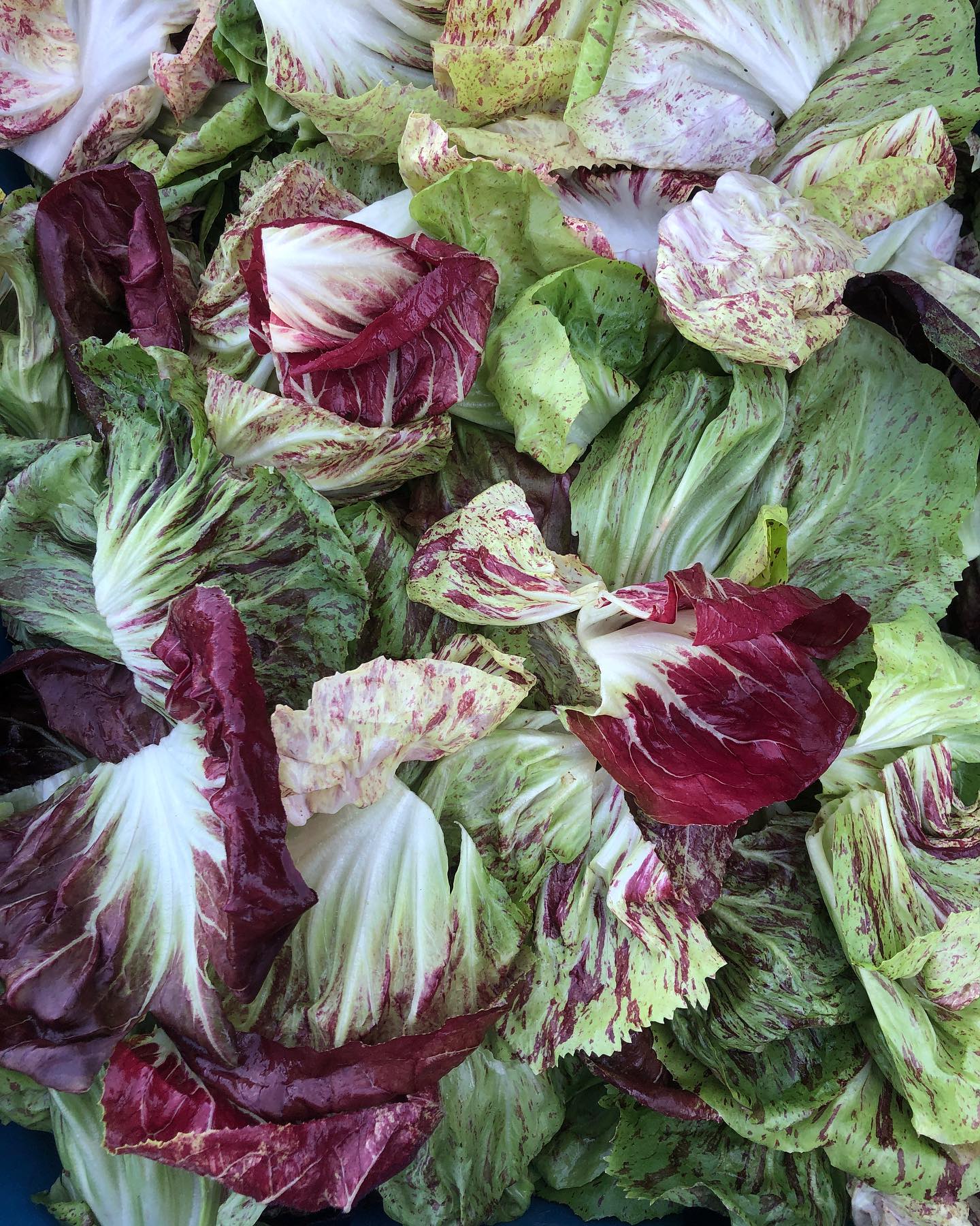I can’t get over how beautiful these radicchio greens are - we’ll have them at Fort Greene tomorrow!
