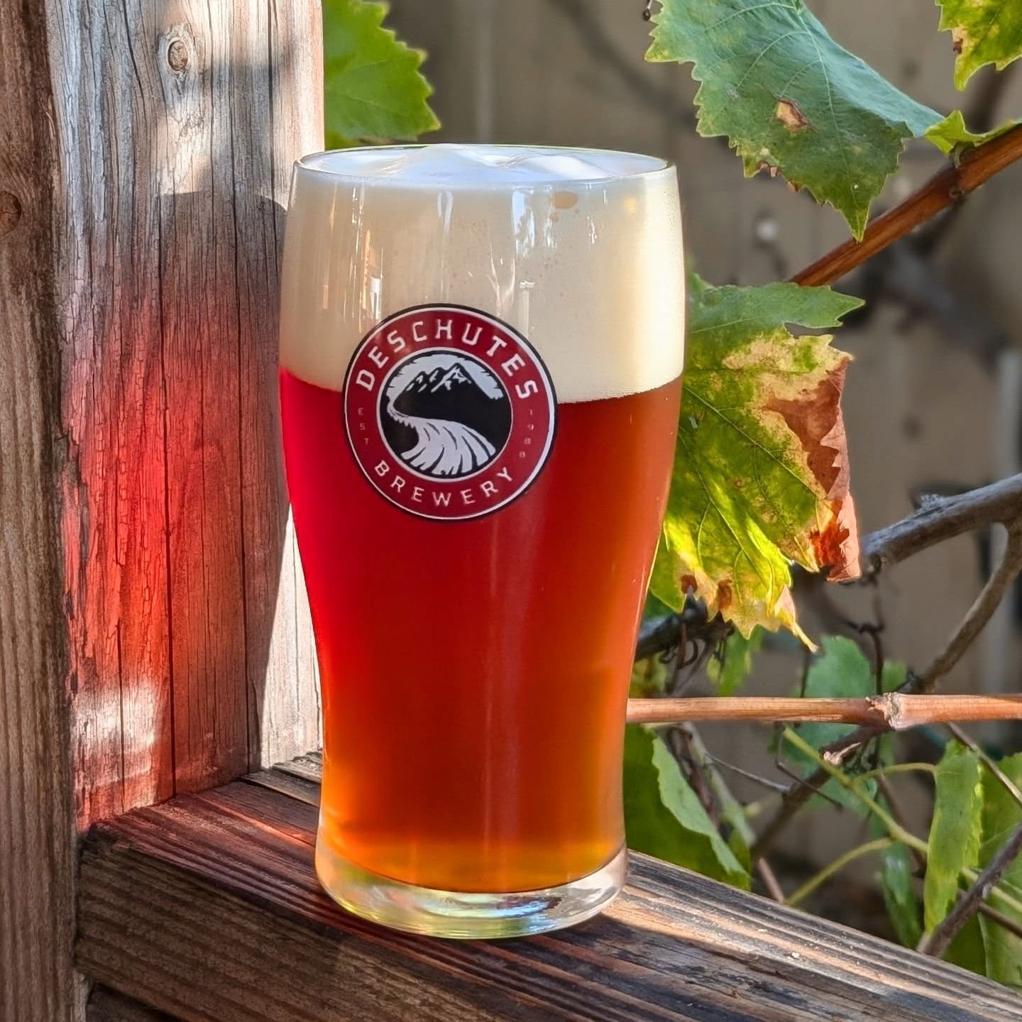 Pole Assassin Pale 2.0, Fresh Hop.
Another #shawshankbeer from @ilikebeer_the_talent .
Can't get fresher than this--Talent grew the hood in his garden!
#homebrewing #paleale #freshhop #sdbrewers #homebrewer #beernerd #beerlover #beeroftheyear #beerstagram