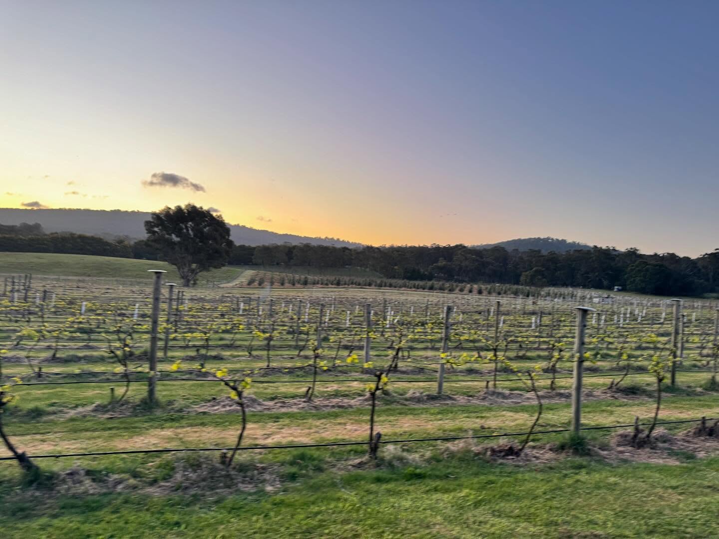 Us this weekend:
SATURDAY:
Riddles Creek Market &
Cellar Door - 12PM-5PM
SUNDAY:
Lancefield Showgrounds &
Cellar Door - CLOSED SUNDAY
#spring #fun #warmerweather #ourvineyard #weekendsinmelbourne #boutiquewinery #winerylovers #wine #australianwines
#macedonranges #winetasting #cellardoor #vintners #daylesfordmacedonlife #daylesfordmacedonranges #cellardoorvictoria #melbournecellardoor #victorianwine #victorianwinery #winerymacedonranges #woodend #kyneton #localproducers #cellardoorvictoria #explorevictoria #wineryvictoria #countryvictotia
#visitvictoria