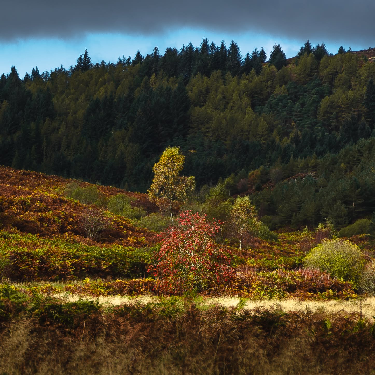A spot of land with the freshest of air.
#trossachs #trossachstrail #trossachsnationalpark #highlands #highlandsscotland #highlandsofscotland #scottishhighlands #landscape #landscape_lovers #landscapephotography #scotland #scotlandlover #scotlandshots #scotlandtravel #scotlandscenery #scotlandexplore #autumn #landscapephotography