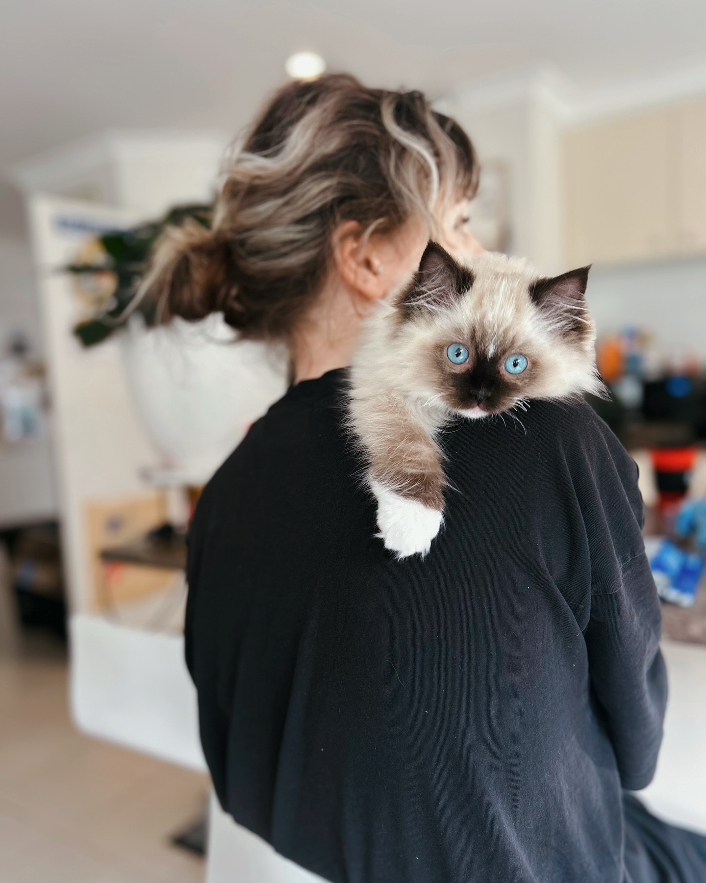 Lilou (Seal mitted with blaze) from Ari’s recent litter is settling in well. We’re so so proud of her and grateful she found such loving pawrents and doggy companion 🥰
.
.
#ragdollkitten #catsofinstagram #ragdoll #kittensofinstagram