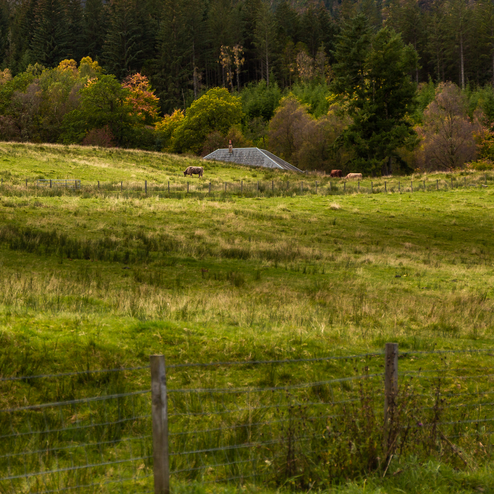 Tough to beat early light, the fresh scent of dew-soaked grass & the quiet of the Trossachs' endless green. Nature’s own retreat - bonnie cows agree.
#scotlandtravel #trossachs #scottishhighlands #visitscotland #natureescape #greenlandscape #explorescotland #scotlandisnow #highlandsandislands #wildscotland #landscapelover #naturephotography #trossachsnationalpark #lovescotland #scotlandlandscapes #fieldsandforests #hiddenscotland #moods_of_mountains #nature_seekers #earthfocus #scenicbritain #scotland_greatshots #outdoorscotland