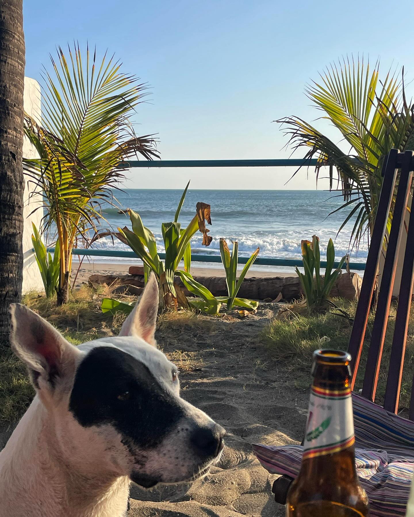 Luna prefers to enjoy a cool drink at the beach. 🤣 But cool drinks are also available for our guests at the hostel. 🍻 #tortugabooluda #nicaragua #visitanicargua #visitnicaragua #león #cooldrinks #beach #travel #hostel #bienvenido #cerveza #enjoy #chillvibes