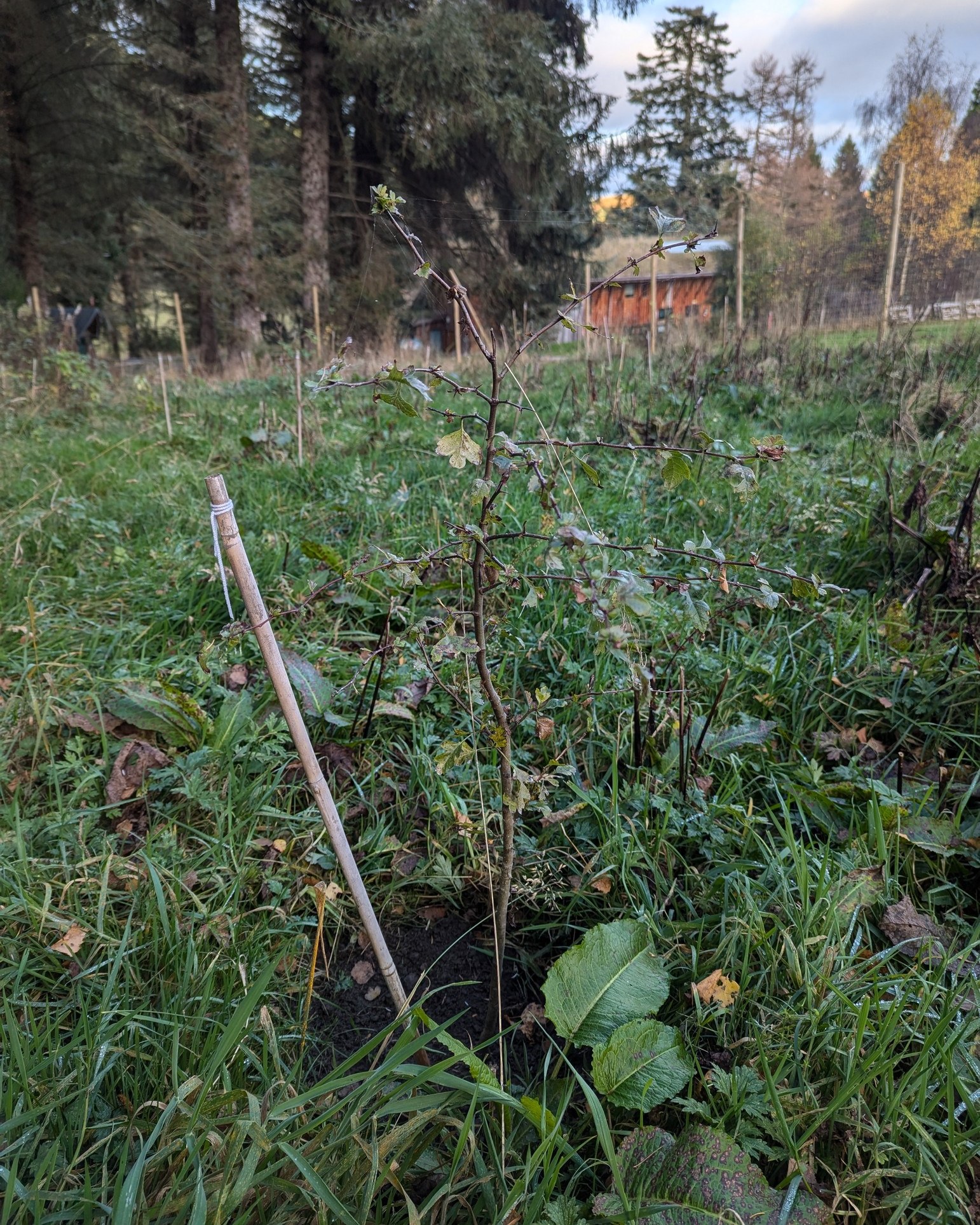 Last year during #NationalTreeWeek we finished planting a new native woodland above the Magnus House.
This year we have been caring for the trees to make sure that they have the best chance of surviving. Our Alternative Education group Birch has been watering the trees during dry periods, weeding round them, and bashing down vegetation such as dock which was growing up above the trees. 🌳🌳
.
.
.
#Woodland #WoodlandPlanting #TreePlanting #TreeWeek #Trees #Aigas #EnvironmentalEducation #OutdoorEducation #NaturedaysAtAigas #AigasFieldCentre #Wildlife #WildlifeEducation