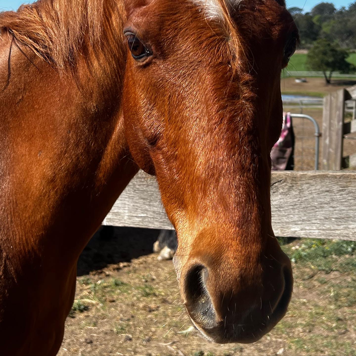 ✨WHOS THAT PONY?!✨
Can you tell who this is?
He is one of our chestnut (orange) ponies who loves to jump!
#valleyparkridingschool #valleypark #horse #horses #pony #ponies #melbourne #guesswho #chestnut