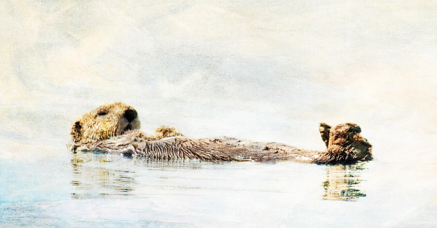 I went on a whale watch a week and a bit ago. We saw some pretty damn magnificent things, too. One being this sea otter. We were just south of Quadra Island when we saw this guy bobbing around. It’s not a common occurrence to see sea otters that far south. They’re seen further north up the inside passage. Thoughts on this fellow being where he was seen were that he’s scouting. This image has been cropped by IG in posting him here. There’s more negative space to the right of his back flippers.
I will print him on my metallic canvas and mount on a cradled wood panel. He’s gonna be even more gorgeous presented like that!
Title: much ado about nothing…
36w x 12h