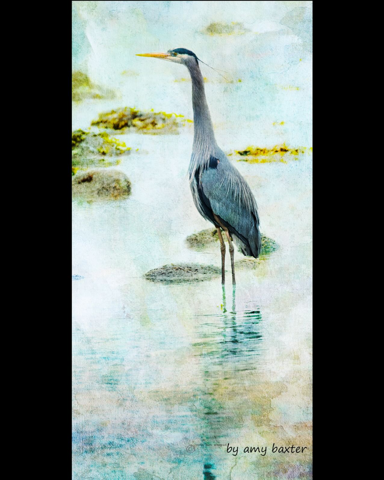 I know. I know. You’re all wondering what the hell is Amy up to. Well. Mostly getting frustrated with printing stuff but I’ve also been trying really hard to get ready for a show next month. (Note to self: contact said art show organizers and get some promo stuff.) I’ve also almost completed a special order. Just another coat of varnish and I can call her. I’ve been trying to keep up with coasters and failing miserably. I have managed to get ahead on driftwood pieces…so yay! Then there’s the Route 19A Arts Festival I’m still helping in organizing (again, voicing opinions is helpful…snortle). But I haven’t been able to paint. I’m hoping the break will help loosen me up…
This piece I’m showing off today has been printed (see above) and will be wet mounted on a cradled wood panel. He’s pretty gorgeous printed on the metallic canvas.
Size: 30 x 15
Title: the virtues of patience…
#photoartistry
#canadian_artworks
#artwork
#calledtobecreative
#contemporaryart
#fineartphotography
#artislife
#creativephotography
#westcoastartist
#awakephotoartistry
#artforthesoul
#artforsale
#originalart
#interiorart
#vancouverislandart
#vancouverislandphotographer
#fineartprint
#digitalbirds
#photographyartist
#digitaltextureart
#texturedphotography
#birds_of_instagram
#painterlyphotos
#painterlyphotography
#artforbirdlovers
#interiordesign
#birdsofbc
#greatblueheron
#greatblueherons