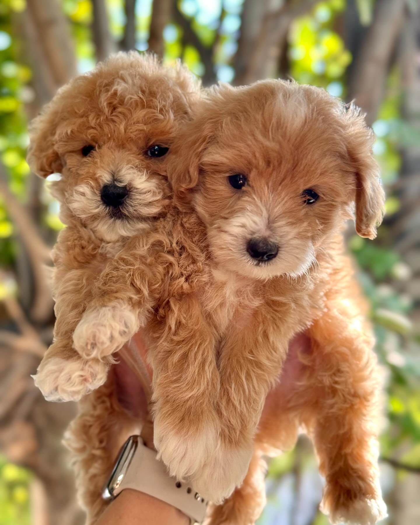 Ya crecieron y están listos para tu hogar 🏡 dos guapos niños #minigoldendoodle