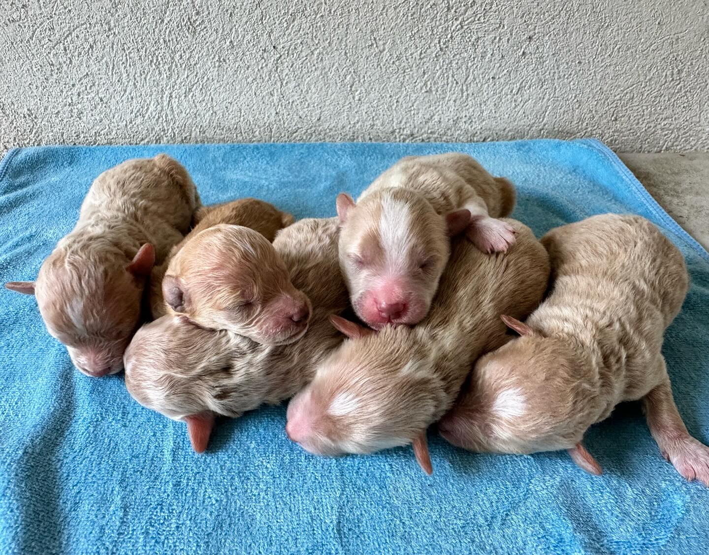 Bebés de primavera 🌻 #minigoldendoodle #luxurydoodles #goldendoodlepuppy #puppiesofinstagram #mexico