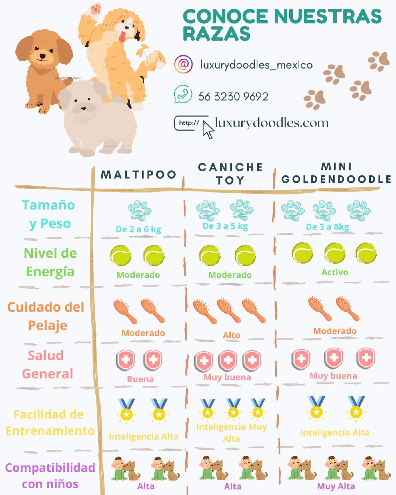En Luxury Doodles, tenemos los cachorros perfectos para ti: Maltipoo, Caniche Toy y Mini Goldendoodle. 🐶✨
🌟 Tamaño y Peso: Pequeños y manejables, perfectos para cualquier hogar.
🌟 Nivel de Energía: Desde moderado hasta activo, ideal para todas las familias.
🌟 Cuidado del Pelaje: No sueltan pelo, se consideran hipoalergénicos.
🌟 Salud General: Salud robusta y feliz.
🌟 Facilidad de Entrenamiento: Inteligencia alta y ganas de aprender.
🌟 Compatibilidad con Niños: ¡Excelentes compañeros de juegos!
📍 Estamos en Bosques de Echegaray, Estado de México.
📞 Contáctanos al 56 3230 9692 o visita nuestro sitio web: www.luxurydoodles.com
📲 Síguenos en Instagram @luxurydoodles_mexico para más adorables actualizaciones.
¿Listo para dar la bienvenida a un nuevo miembro de la familia? ¡Mándanos un mensaje!
#luxurydoodles #maltipoo #canichetoy #minigoldendoodle #cachorros #puppylove #perros #mexico