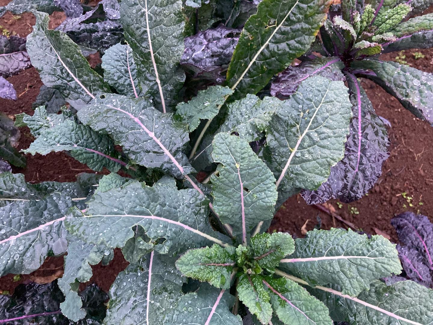 We’re back @silvertonfarmersmarket Saturday morning (Dec 2nd) 10:00 - 12:30pm with lots of winter squash, pak choi, kale, onions, @blueskyfungi salts, and more! :) We’ll be inside the Community Roots gym, along with lots of other market goodness. Hope to see you!