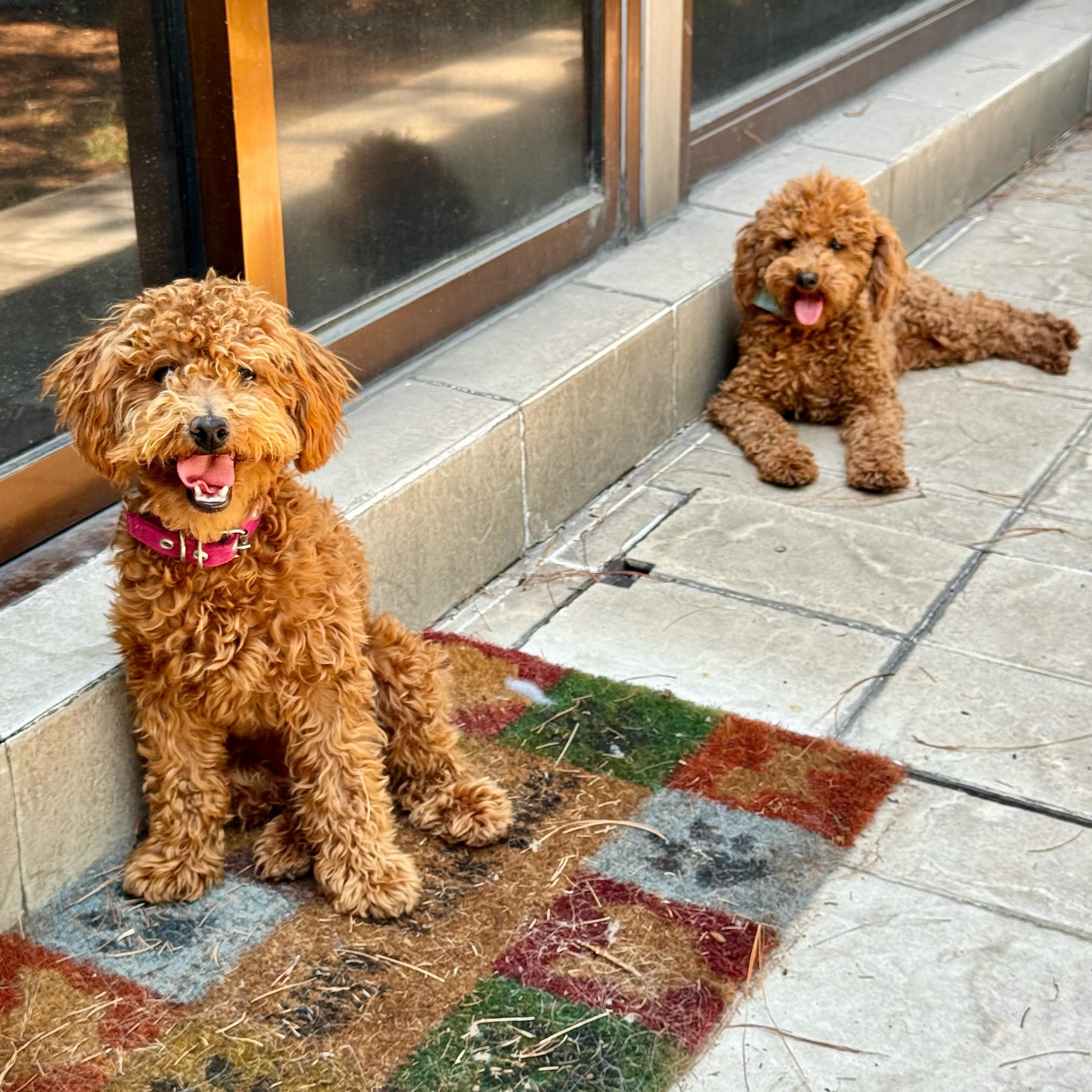 Disfrutando del calor veraniego ☀️ nuestros perritos son los más consentidos 🎖️ #canichetoy #minigoldendoodle #luxurydoodles #maltipoo #méxico
