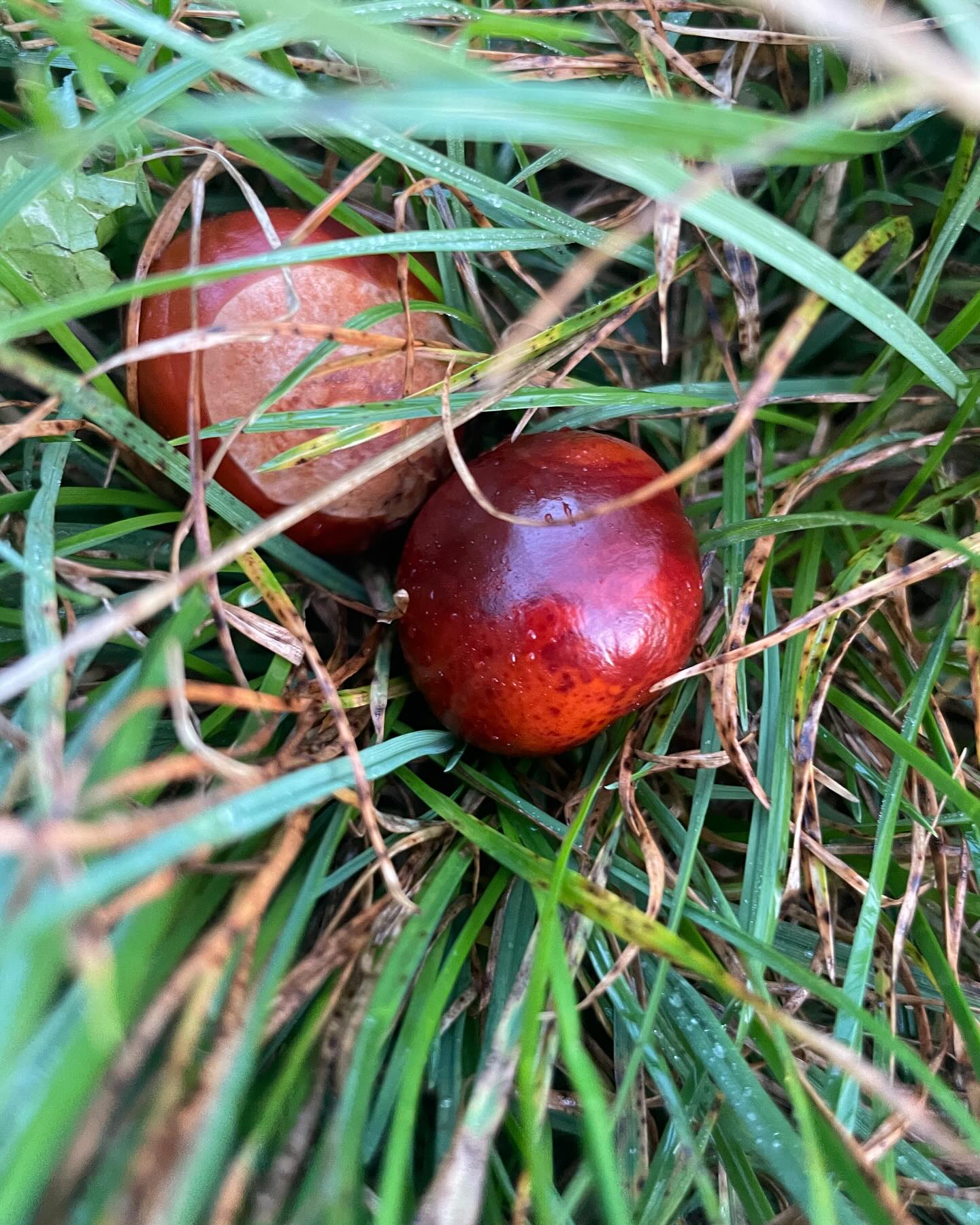 This morning on my September dog walk, I stumbled across two shiny conkers. Now, they’re nestled in my pocket, bringing me a little spark of joy every time I reach for them. The rich, deep brown, the smoothness between my fingers—it’s like a small connection to childhood, to playground games and simpler times. 🍂
These little treasures feel like a quiet nod to the new season. The days are cooling, and autumn is gently on its way, bringing with it a time for reflection, warmth, and new beginnings. It’s amazing how something so small can evoke such comfort and nostalgia.
What little things are bringing you joy this season? ✨
#septemberfeels #conkers #sparkjoy #childhoodmemories #midlifecoach #midlifewomen #childofthe70s #changingseasons #secondhalf #bettersecondhalf #cambridgecoach #change #simplethings #midliferocks #midlife #conker #autumnlove #reflections #autumncolours🍂🍁