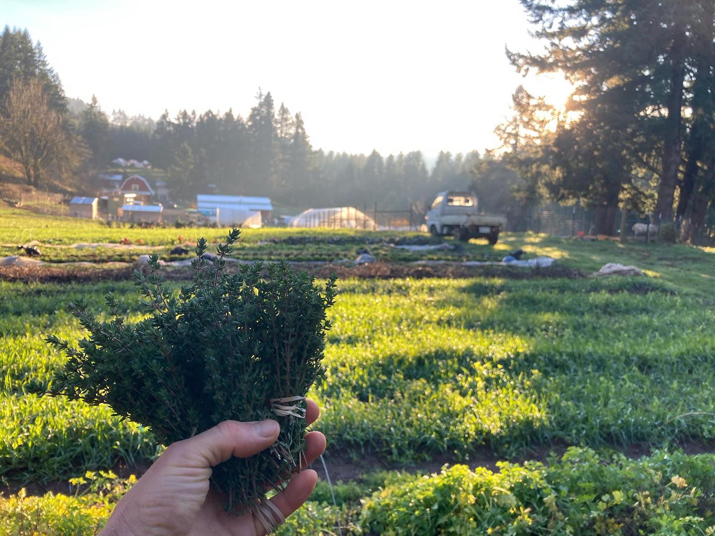 Look forward to seeing you tomorrow @silvertonfarmersmarket with kale, winter squash, herbs, and lettuce. We've also been getting a bit crafty — Come see our strawflower creations and smell the bath salts! We've put together seed packets, too, that we are selling to raise funds for community roots school.