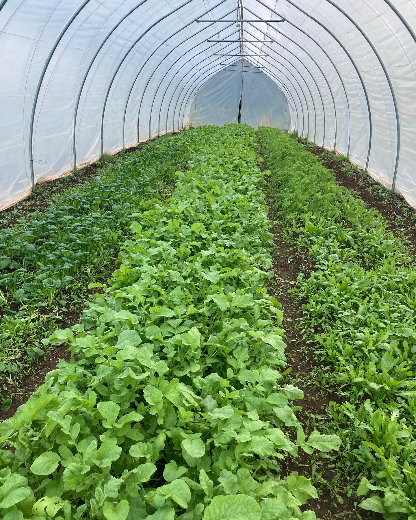 Stay cosy tonight and tomorrow! Despite the frosty weather, we’ll have quite a bit at @silvertonfarmersmarket tomorrow - arugula, fresh ginger, winter squash, Austin farm apples, quince, @teethofthegoddessfarm garlic braids, @sauvieshrubs blackberry licorice mint shrub, @blueskyfungi delicious finishing salts, cherry and slicing tomatoes, lemongrass, sauerkraut, and salad mix, more that my tired brain is forgetting in this moment. Hope to feed ya or at least see you there.