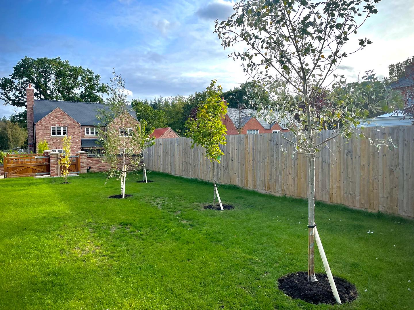 Screening trees transforming a plain fence backdrop 🌳 🏠 🌳
