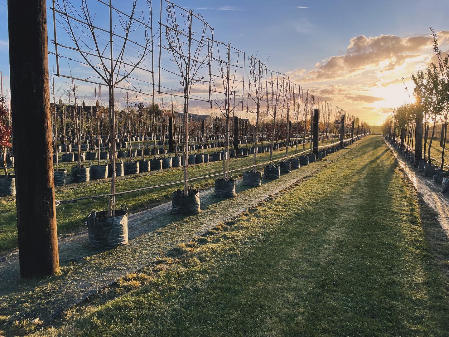 Spring has arrived 🌳 🌸 🪵