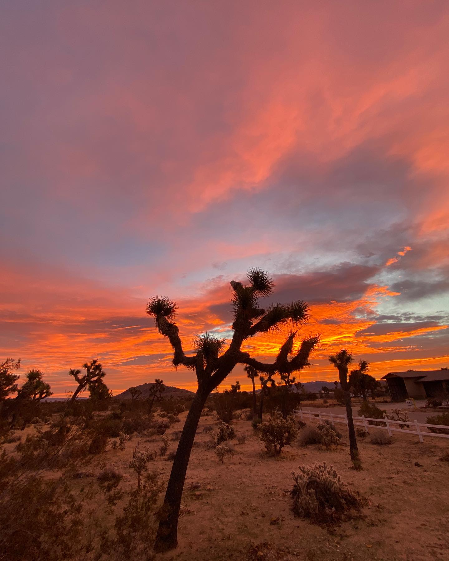 Happy new year! #joshuatree #desertlife #desertliving #hidesert #mojave
