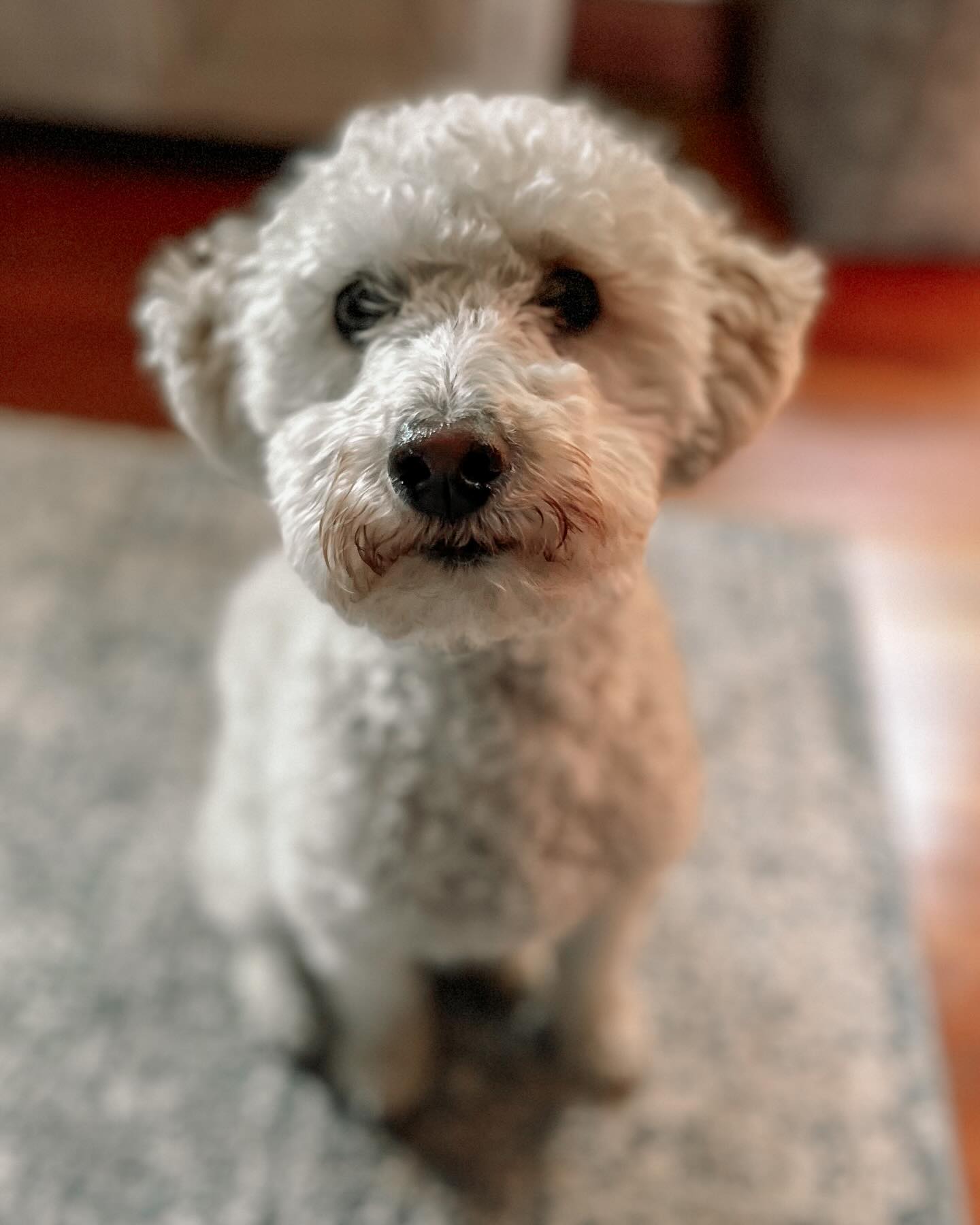 We implemented the steps to @dogtrainer.emmaparsons The New Click to Calm and had wonderful results with walk over-excitement around dogs and squirrels. This cutie’s Guardians had an incredible positive reinforcement training approach already so it was a joy to get to enhance that with this protocol and teach them a few other helpful foundation behaviors and tricks. In a few weeks, with further practice, we’ll meet again to continue the process.