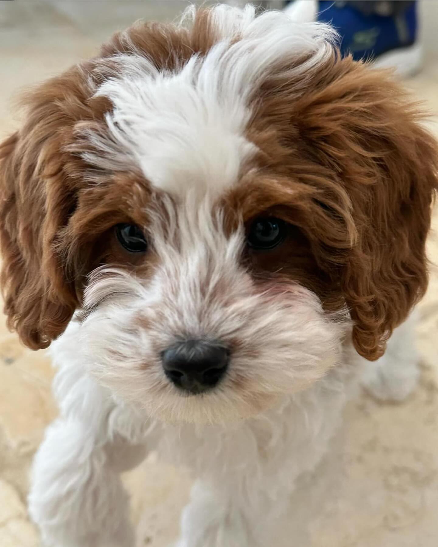 Welcome to the HGL family Willie. We can’t wait to start taking care of you. See you in a couple of weeks!!!